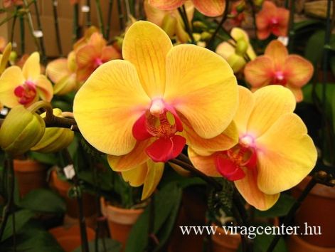 orchidea1.jpg